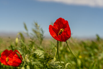 Two red flowers are in a field of green grass