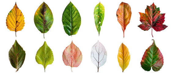 Set of different leaves PNG transparent background