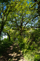 sur les hauteurs de Penne le Chateau