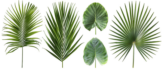 Palm tree leaves PNG transparent background
