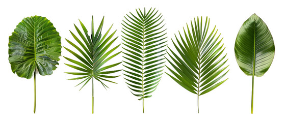Different leaves PNG transparent background
