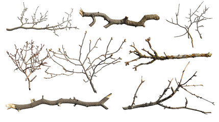 Different branches of a trees PNG transparent background