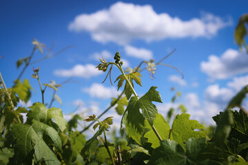 Vite e vigneti in primavera: dettagli dei germogli di foglie e grappoli