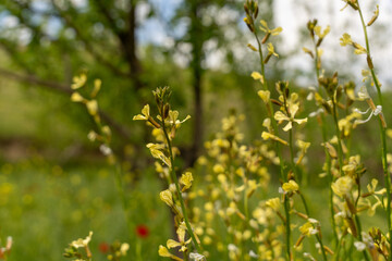 Obraz premium A field of yellow flowers with a tree in the background. The flowers are in full bloom and the sky is clear