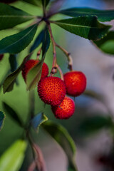 Obraz premium The strawberry tree, which is also called albatross