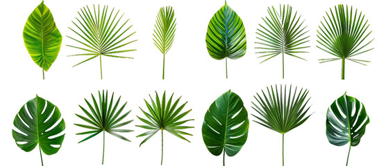 Set of green leaves PNG transparent background