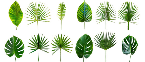 Fototapeta premium Set of green leaves PNG transparent background