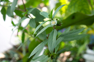 Obraz premium False daisy. Eclipta alba. Karisalankanni. yerba de tago. Eclipta prostrata. Bhringraj plant. White flower of Medicinal plant on Natural background. keshoraj, Eclipta prostrata