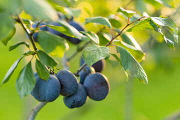 Purple plums on a tree branch in the orchard. Harvesting ripe fruits on autumn day. Growing own fruits and vegetables in a homestead.