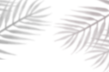  palm leaves shadow on transparent background. shadow of coonut leaf for summer or holiday concept 