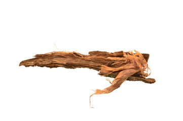 tree bark isolated on white background