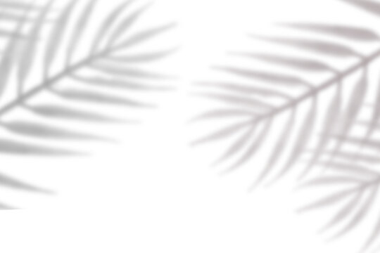  palm leaves shadow on transparent background. shadow of coonut leaf for summer or holiday concept 