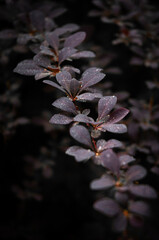 Barberry Bush Close-up with Pollen