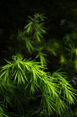Fototapeta premium Juniper Needles Close-up