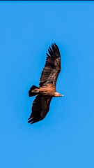 Eurasian Griffon Vulture. A majestic brown eagle soars freely against a clear blue sky, embodying the essence of freedom and nature’s grandeur.