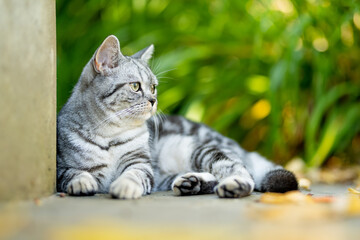 Young playful British shorthair silver tabby cat relaxing in the backyard. Gorgeous blue-gray cat...