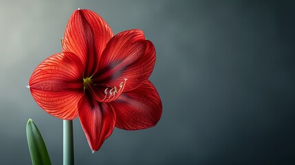 A close-up image of a fiery red amaryllis against a charcoal grey backdrop.  - obrazy, fototapety, plakaty