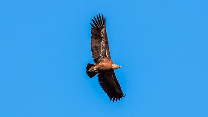 Eurasian Griffon Vulture. A majestic brown eagle soars freely against a clear blue sky, embodying...