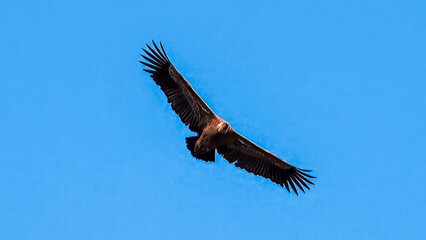 Eurasian Griffon Vulture. A majestic brown eagle soars freely against a clear blue sky, embodying the essence of freedom and nature’s grandeur.