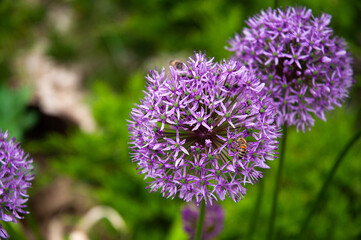 Allium Flower Close-up with a Bee