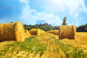 Hay bales in golden field under blue sky