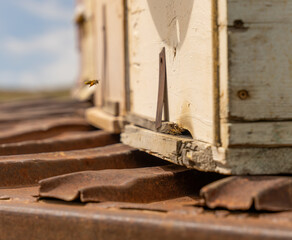 A bee is flying over a wooden box. The box is on a train track. The train is not moving