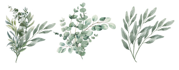 Bouquet of eucalyptus watercolor set on transparent background