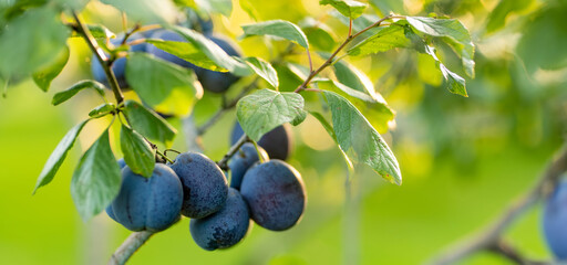 Purple plums on a tree branch in the orchard. Harvesting ripe fruits on autumn day. Growing own...