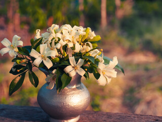 Beautiful white Orange Jasmine in a silver vase at the garden.   