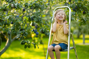 Cute little boy helping to harvest plums in plum tree orchard in summer day. Child picking fruits in a garden. Fresh healthy food for kids.