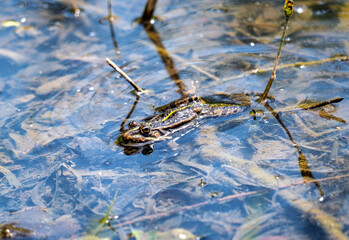 a frog crawls in the swamp water and pokes its head out into the sun