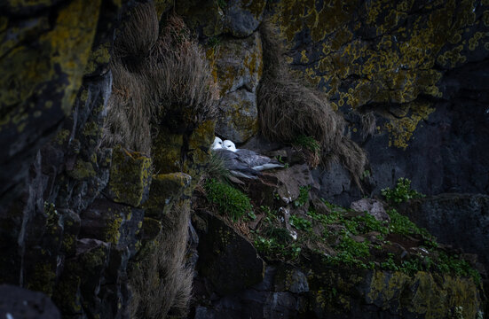 Couple de fulmar bor&eacute;al
