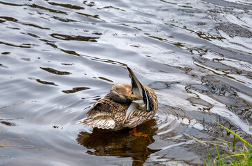 female wild duck cleans feathers near the riverbank, mallard cleans feathers, anas