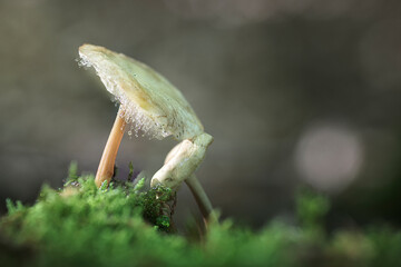 two white mushrooms among green moss with dew drops on their hat with selective focus and bokeh in the background