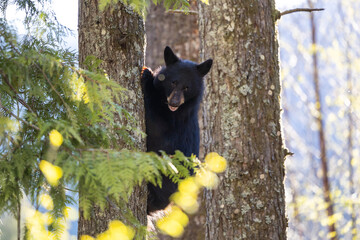 Bear Cub climbing a tree. Canadian Nature. BC, Canada