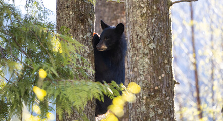 Bear Cub climbing a tree. Canadian Nature. BC, Canada