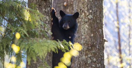 Bear Cub climbing a tree. Canadian Nature. BC, Canada © edb3_16