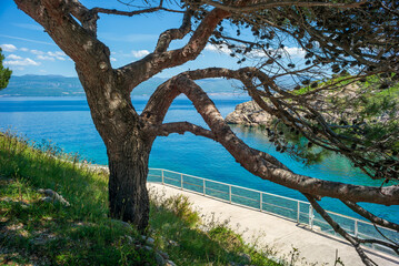 vrbnik, croatia, 29 april 2028, pine tree in a bay near the old town