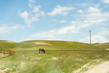 Obraz premium A horse is grazing in a field with a wire fence in the background. The sky is blue and there are some clouds