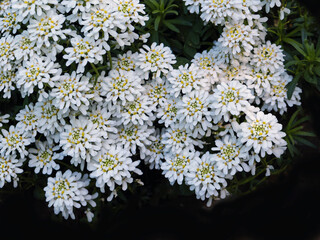 Wunderbare Jahreszeit das Frühjahr im April und Mai, viele Blüten Schleifenblume 