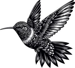 humming bird vector illustration