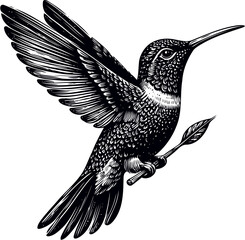 humming bird vector illustration