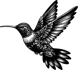 humming bird vector illustration