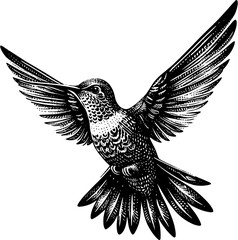 humming bird vector illustration