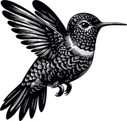humming bird vector illustration