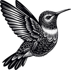 humming bird vector illustration