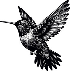 humming bird vector illustration