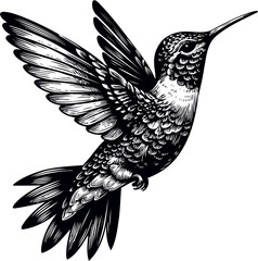 humming bird vector illustration