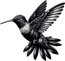 humming bird vector illustration