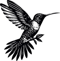 humming bird vector illustration